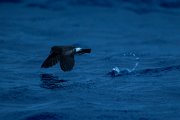 DPPhotography - Maderia - Madeiran storm-petrel - F