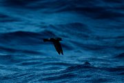 DPPhotography - Maderia - Madeiran storm-petrel - G
