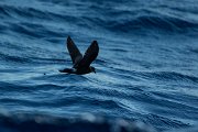 DPPhotography - Maderia - Madeiran storm-petrel - H