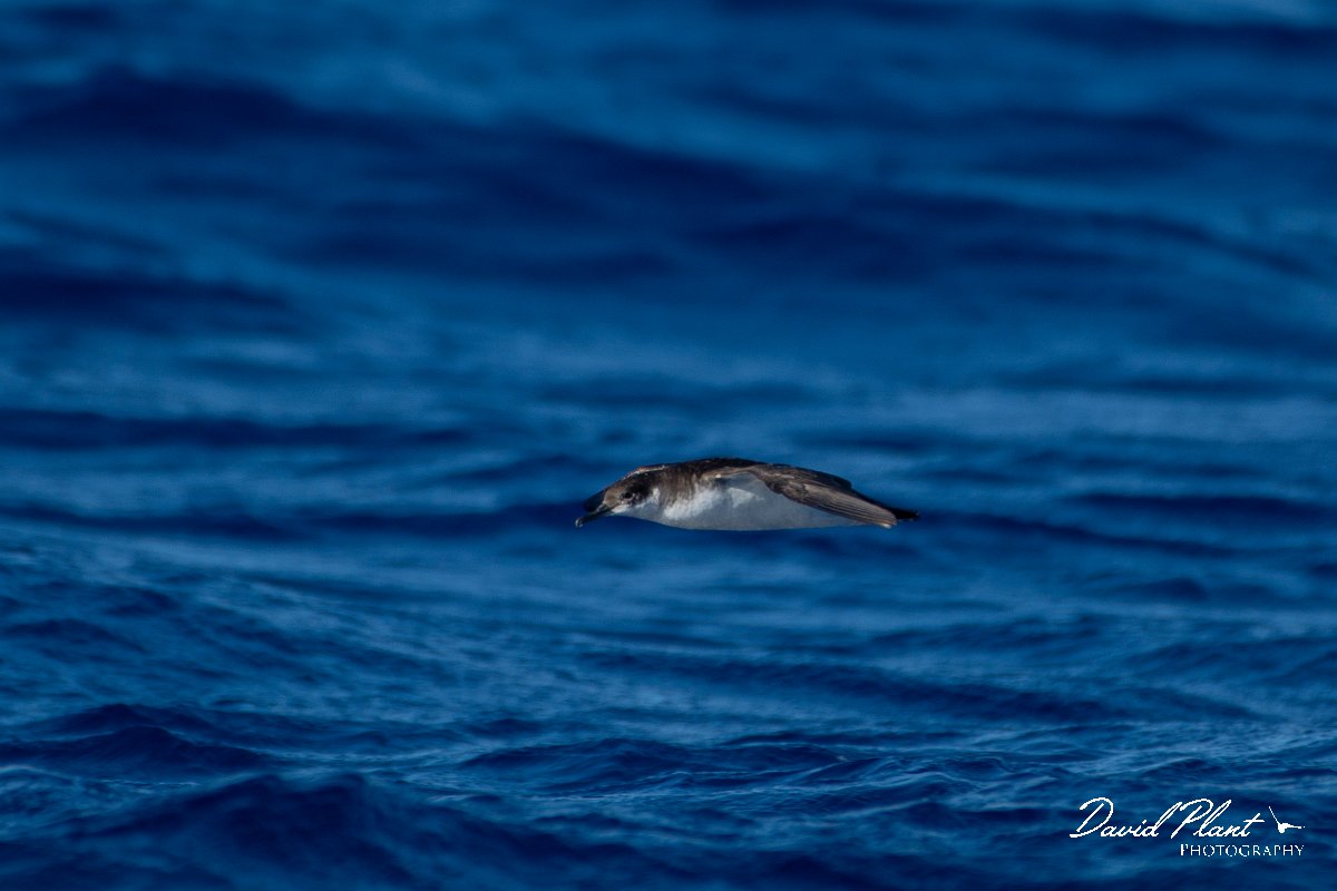 DPPhotography - Maderia - Manx shearwater - F.jpg - Manx shearwater - Ocean N of Madeira, Madeira
