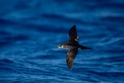 DPPhotography - Maderia - Manx shearwater - A
