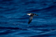DPPhotography - Maderia - Manx shearwater - G