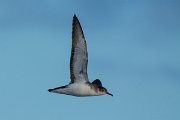 DPPhotography - Maderia - Manx shearwater - R