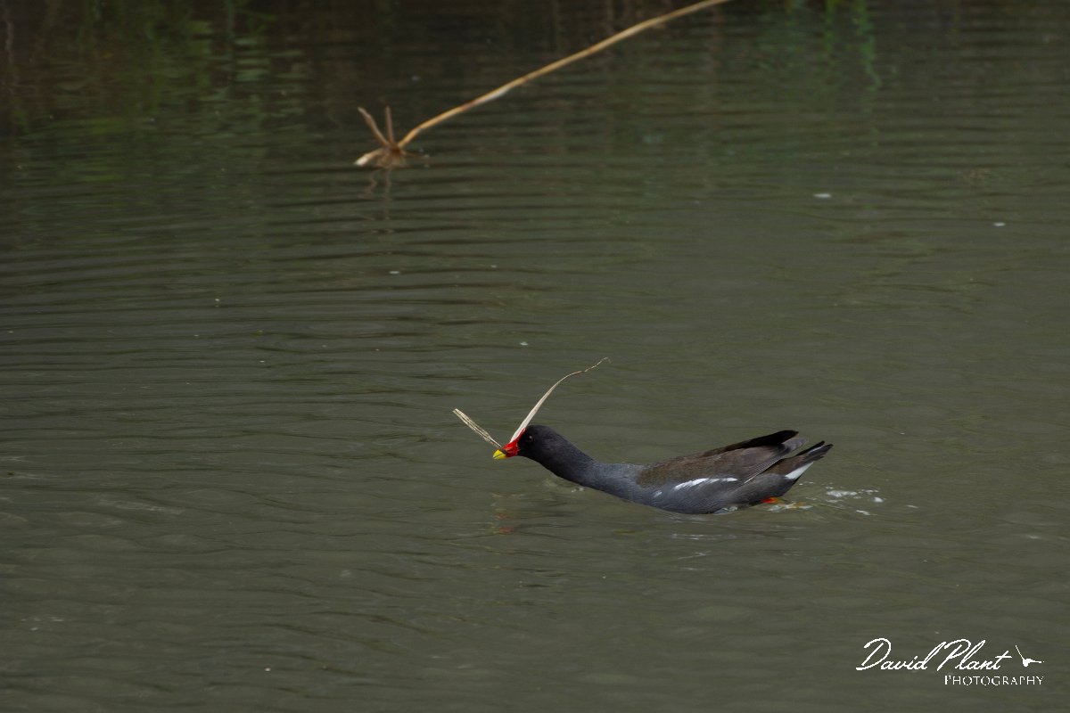 DPPhotography - Maderia - Moorhen - D.jpg - Moorhen - Machico, Madeira