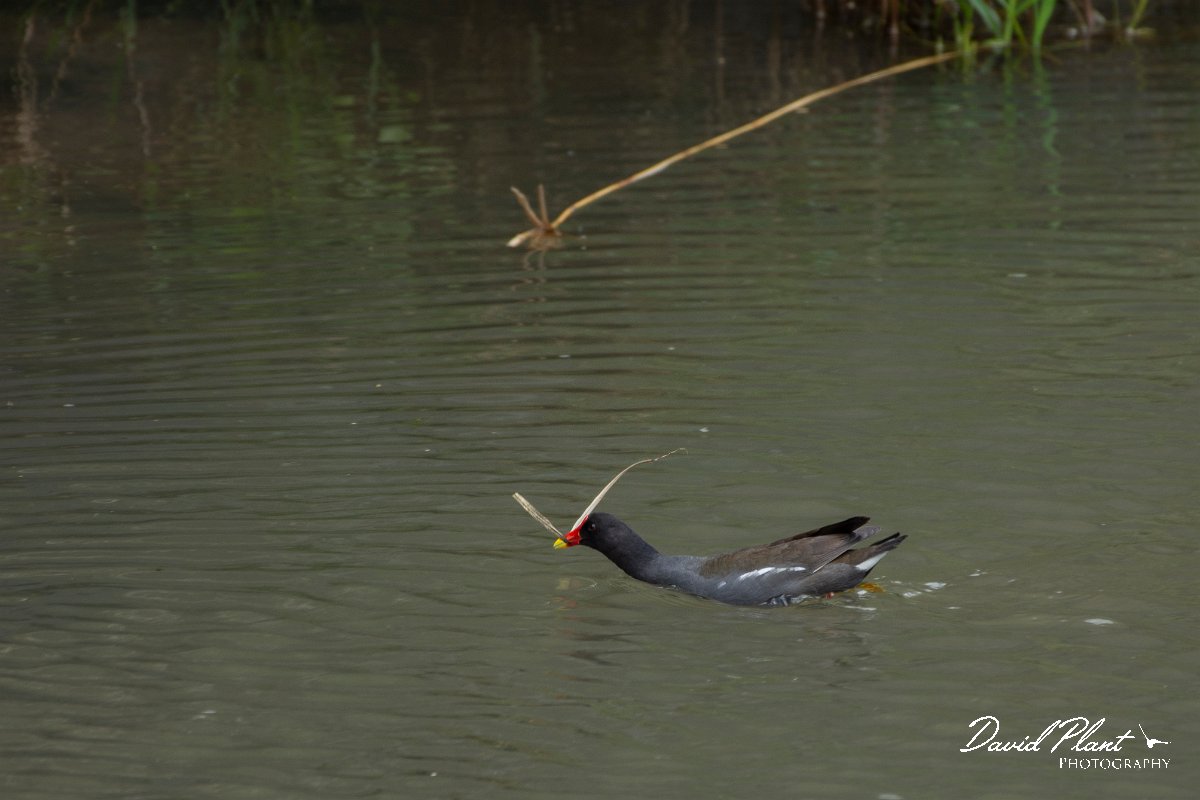 DPPhotography - Maderia - Moorhen - E.jpg - Moorhen - Machico, Madeira
