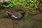 DPPhotography - Maderia - Moorhen - A