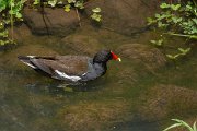 DPPhotography - Maderia - Moorhen - B