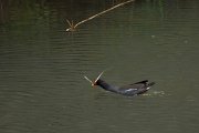 DPPhotography - Maderia - Moorhen - D