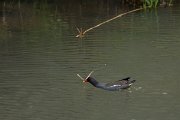DPPhotography - Maderia - Moorhen - E
