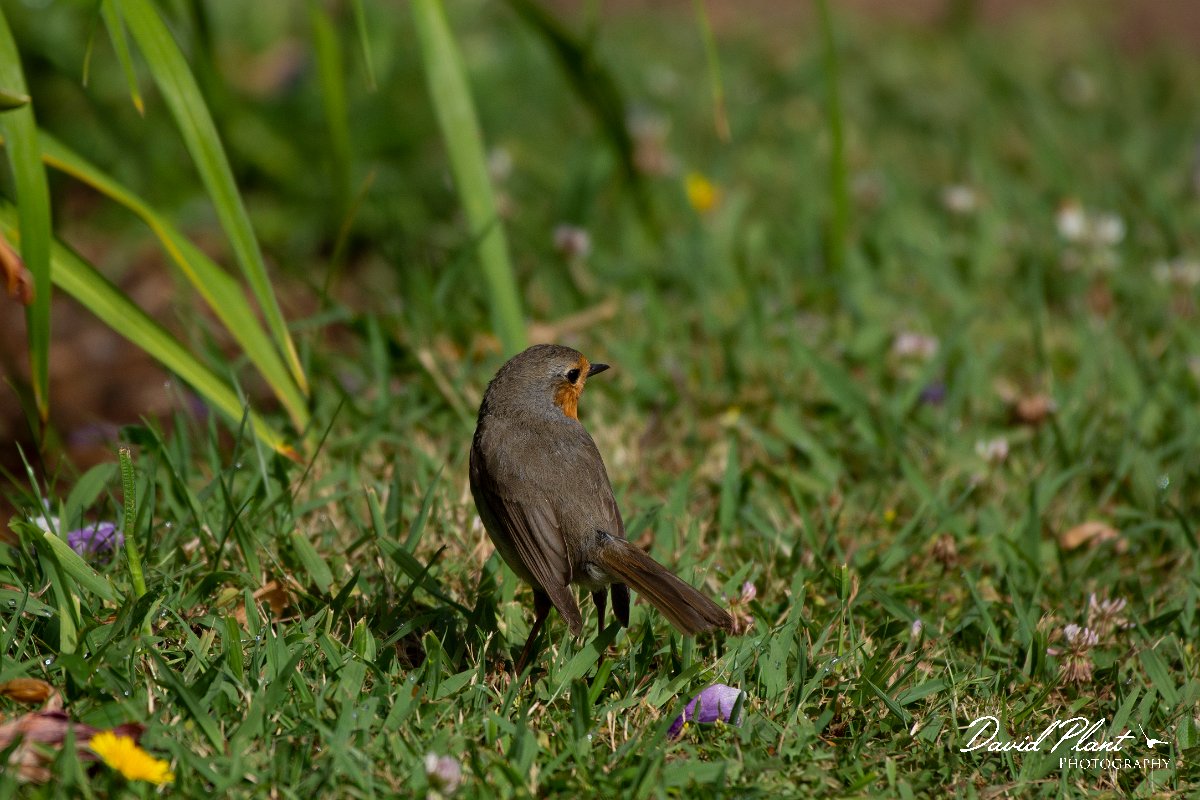 DPPhotography - Maderia - Robin - B.jpg - Robin - Palheiro Gardens, Madeira