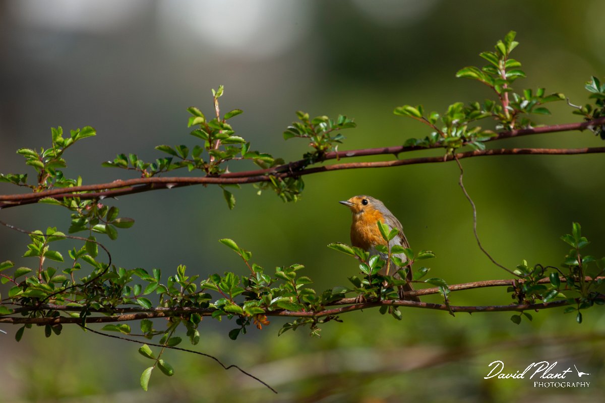 DPPhotography - Maderia - Robin - C.jpg - Robin - Palheiro Gardens, Madeira