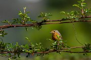 DPPhotography - Maderia - Robin - A