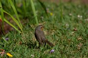DPPhotography - Maderia - Robin - B