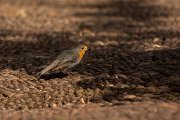 DPPhotography - Maderia - Robin - D