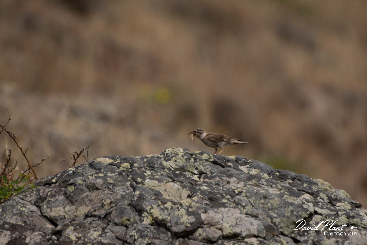 DPPhotography - Maderia - Rock sparrow - A.jpg - Rock sparrow - Sao Lourenco Peninsula, Madeira