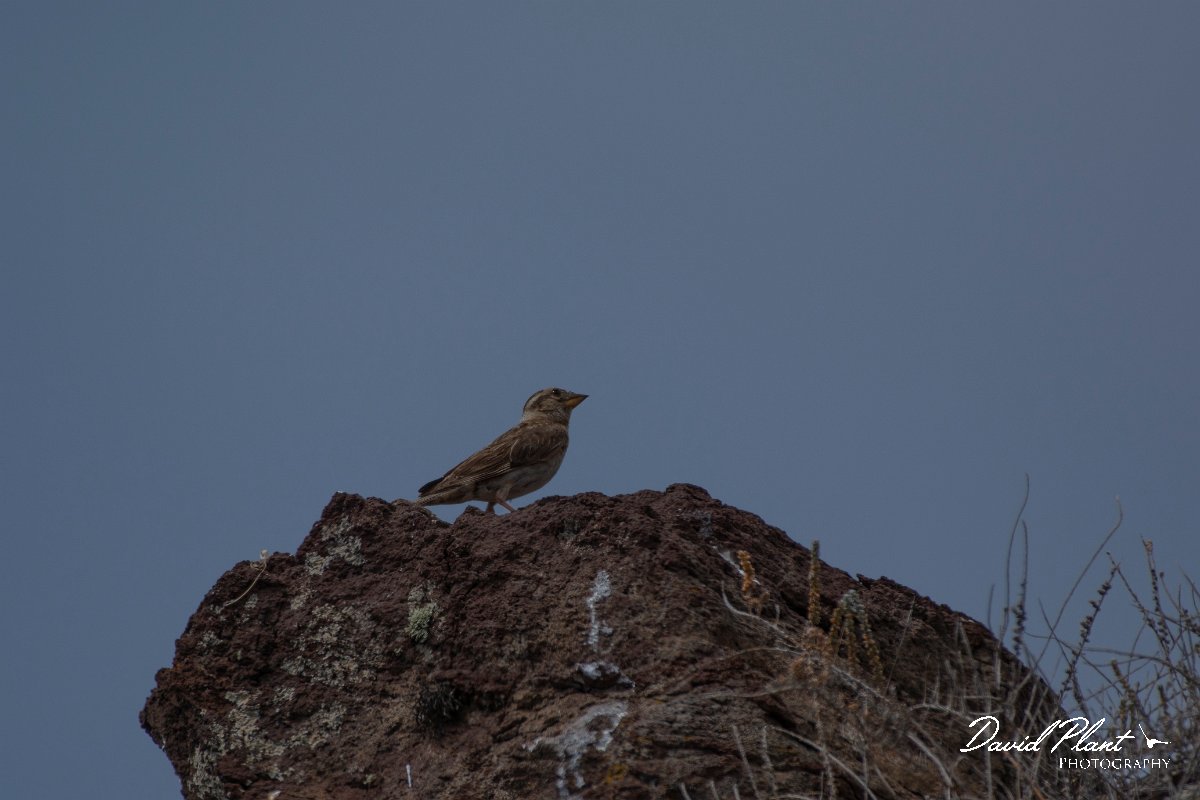DPPhotography - Maderia - Rock sparrow - C.jpg - Rock sparrow - Sao Lourenco Peninsula, Madeira