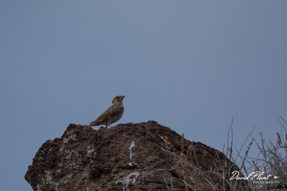 DPPhotography - Maderia - Rock sparrow - D.jpg - Rock sparrow - Sao Lourenco Peninsula, Madeira
