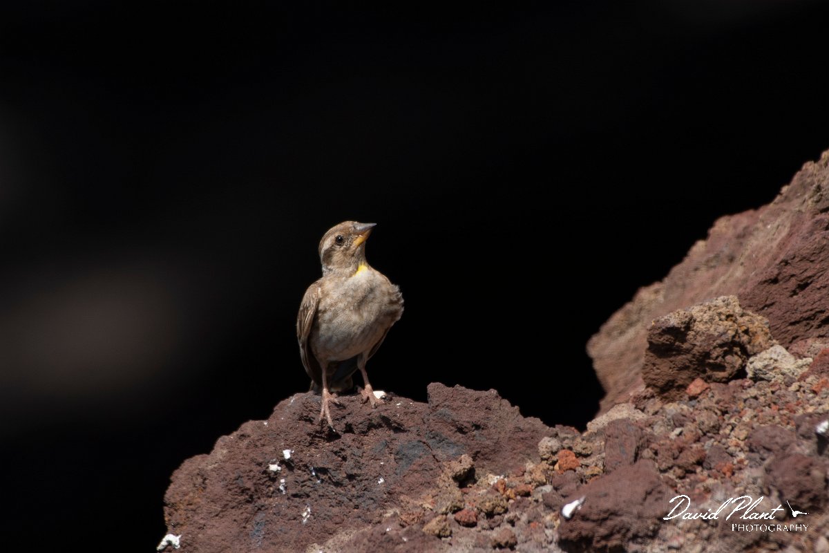 DPPhotography - Maderia - Rock sparrow - G.jpg - Rock sparrow - Sao Lourenco Peninsula, Madeira