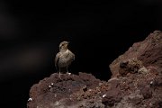 DPPhotography - Maderia - Rock sparrow - E