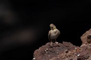 DPPhotography - Maderia - Rock sparrow - F