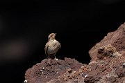 DPPhotography - Maderia - Rock sparrow - G