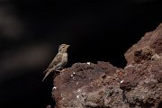 DPPhotography - Maderia - Rock sparrow - H
