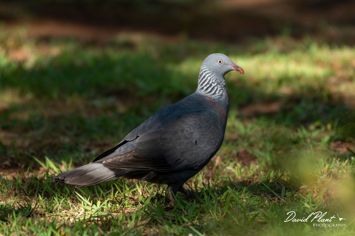 DPPhotography - Maderia - Trocaz pigeon - A.jpg - Trocaz pigeon - Palheiro Gardens, Madeira