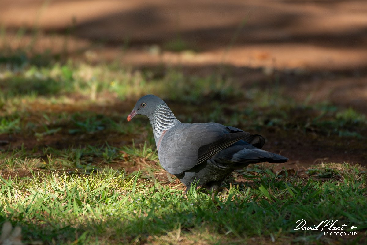 DPPhotography - Maderia - Trocaz pigeon - B.jpg - Trocaz pigeon - Palheiro Gardens, Madeira