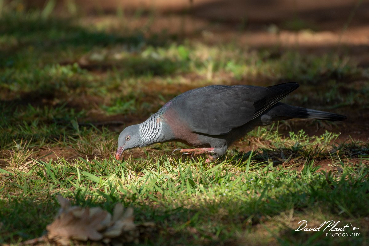 DPPhotography - Maderia - Trocaz pigeon - D.jpg - Trocaz pigeon - Palheiro Gardens, Madeira