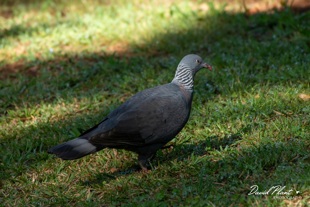DPPhotography - Maderia - Trocaz pigeon - E.jpg - Trocaz pigeon - Palheiro Gardens, Madeira