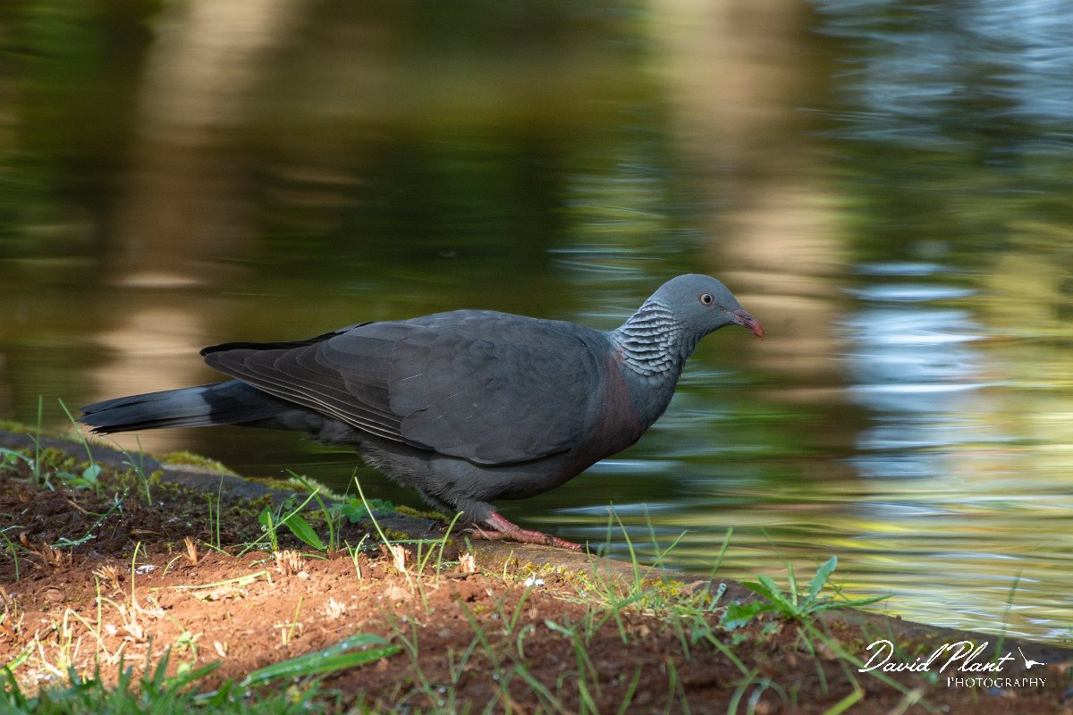 DPPhotography - Maderia - Trocaz pigeon - F.jpg - Trocaz pigeon - Palheiro Gardens, Madeira