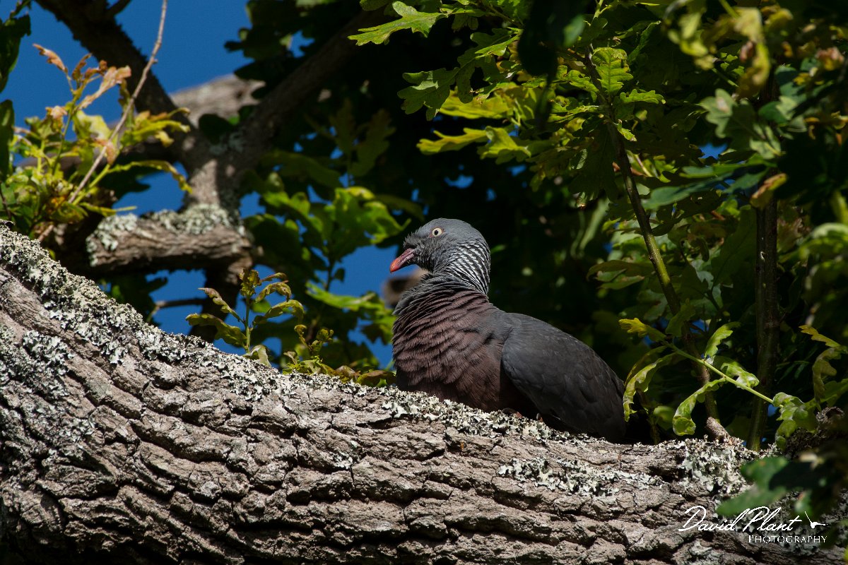 DPPhotography - Maderia - Trocaz pigeon - J.jpg - Trocaz pigeon - Palheiro Gardens, Madeira