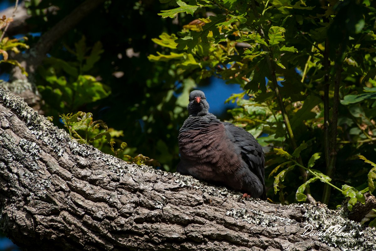 DPPhotography - Maderia - Trocaz pigeon - K.jpg - Trocaz pigeon - Palheiro Gardens, Madeira