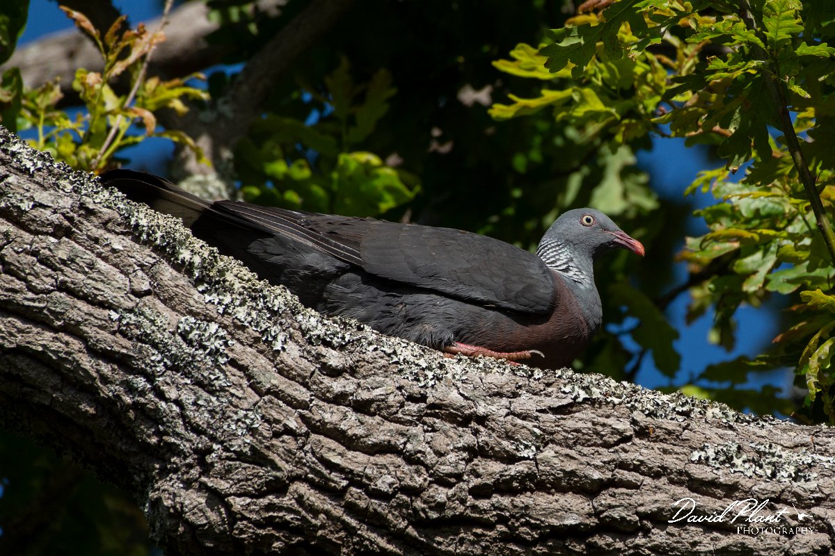 DPPhotography - Maderia - Trocaz pigeon - M.jpg - Trocaz pigeon - Palheiro Gardens, Madeira