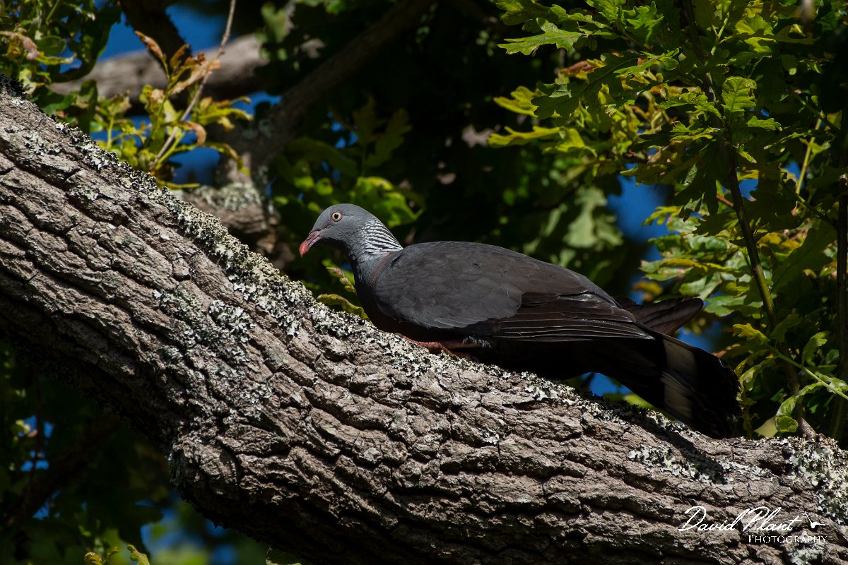 DPPhotography - Maderia - Trocaz pigeon - N.jpg - Trocaz pigeon - Palheiro Gardens, Madeira