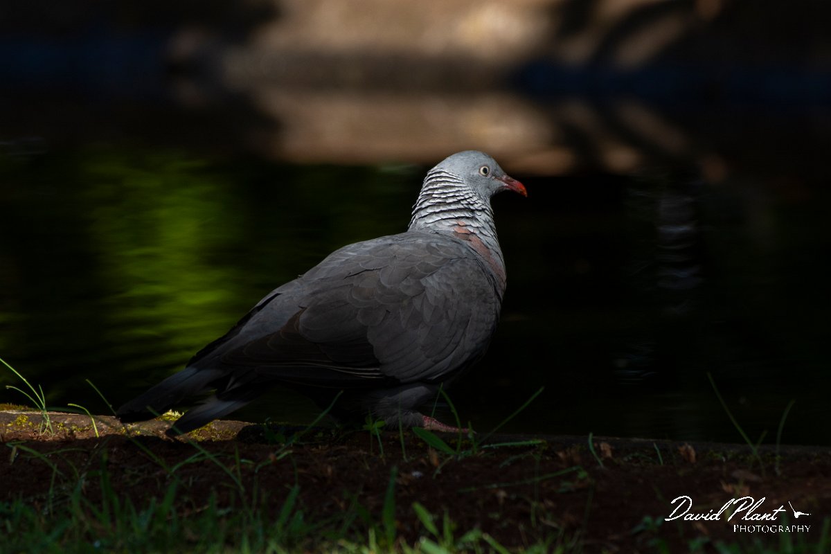 DPPhotography - Maderia - Trocaz pigeon - O.jpg - Trocaz pigeon - Palheiro Gardens, Madeira