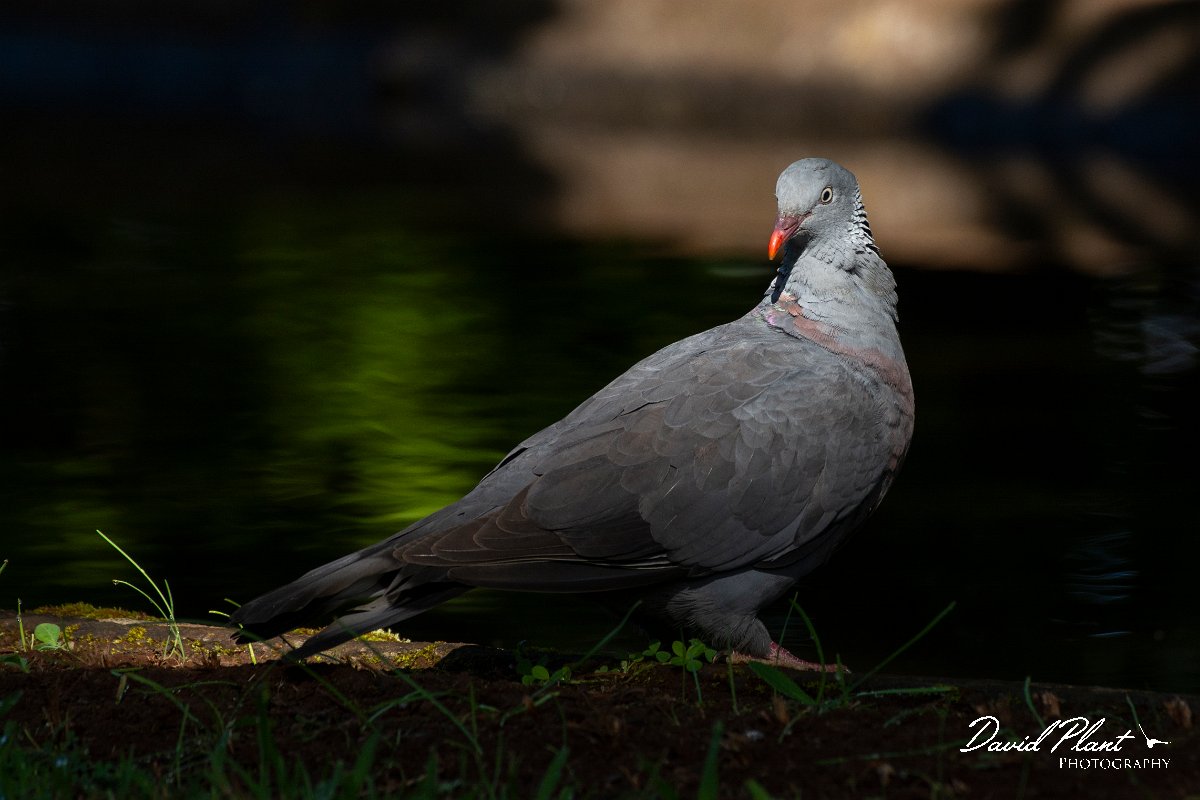 DPPhotography - Maderia - Trocaz pigeon - P.jpg - Trocaz pigeon - Palheiro Gardens, Madeira