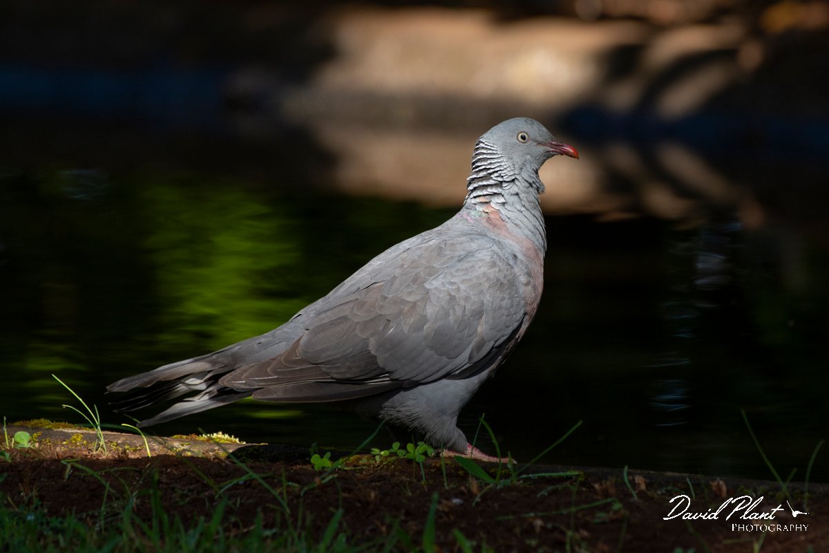 DPPhotography - Maderia - Trocaz pigeon - Q.jpg - Trocaz pigeon - Palheiro Gardens, Madeira