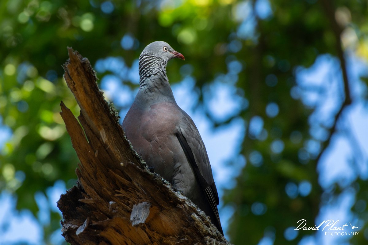 DPPhotography - Maderia - Trocaz pigeon - S.jpg - Trocaz pigeon - Palheiro Gardens, Madeira