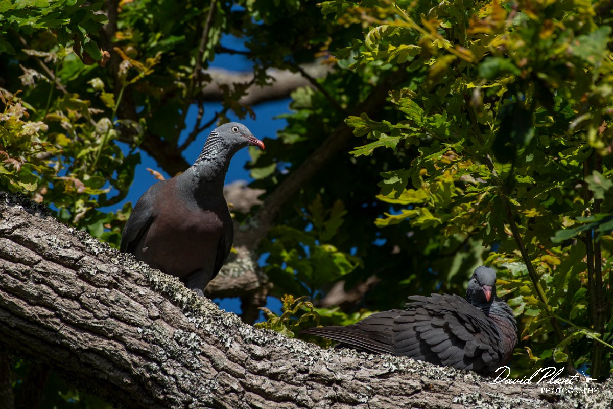 DPPhotography - Maderia - Trocaz pigeon - T.jpg - Trocaz pigeon - Palheiro Gardens, Madeira