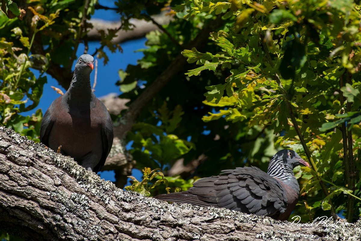 DPPhotography - Maderia - Trocaz pigeon - U.jpg - Trocaz pigeon - Palheiro Gardens, Madeira