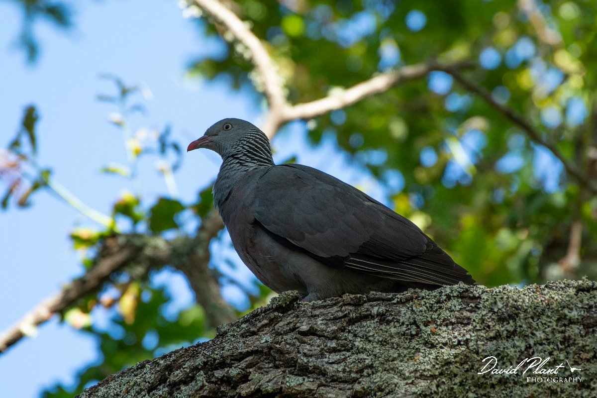 DPPhotography - Maderia - Trocaz pigeon - V.jpg - Trocaz pigeon - Palheiro Gardens, Madeira