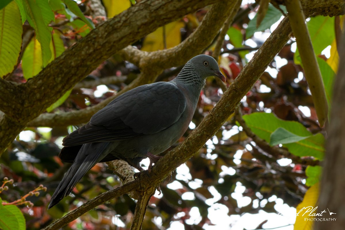 DPPhotography - Maderia - Trocaz pigeon - W.jpg - Trocaz pigeon - Palheiro Gardens, Madeira