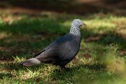 DPPhotography - Maderia - Trocaz pigeon - A
