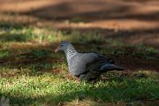 DPPhotography - Maderia - Trocaz pigeon - B