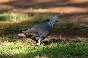 DPPhotography - Maderia - Trocaz pigeon - C