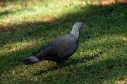 DPPhotography - Maderia - Trocaz pigeon - E
