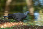 DPPhotography - Maderia - Trocaz pigeon - F