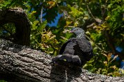 DPPhotography - Maderia - Trocaz pigeon - G