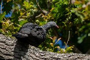 DPPhotography - Maderia - Trocaz pigeon - H